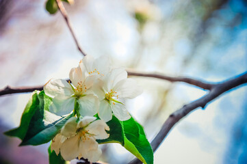 white begonia flowers in full bloom