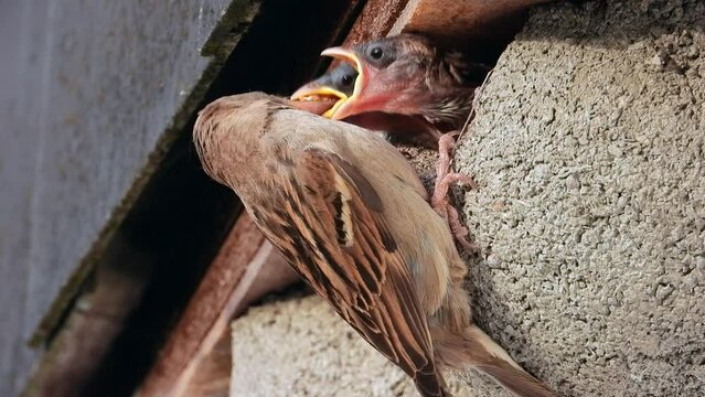 Haussperling Weibchen f&uuml;ttert Junge