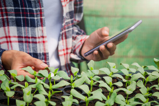 Close-up of a farmer's hand checking seedlings and recording data on a mobile phone in greenhouses, plant care and protection.