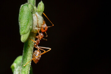 Macro photo of red ants on a tree trunk