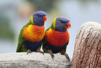 Rainbow lorikeets sitting on a birdbath in a garden in Australia