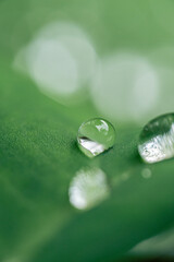 A macro photo of water drops on taro leaves was taken after the rain.