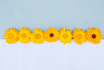 A yellow daisy flower lying on a blue background. Pastel background with a daisy pattern. Flat layer, top view. Beautiful floral pattern. Flower arrangement. Creative layout of the copy space