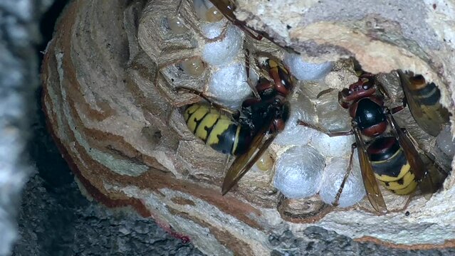 Europ&auml;ische Hornissen (Vespa crabro) versorgen Nest und Brut