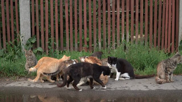 A group of stray cats are eating their food