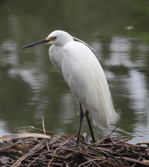 A little egret bird standing next to a pond