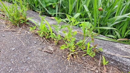 雑草