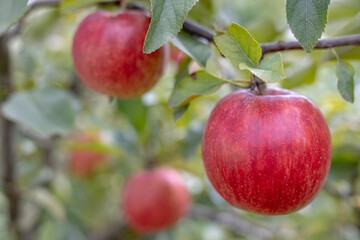Apple on a tree branch of an organic farm with soft focus.
