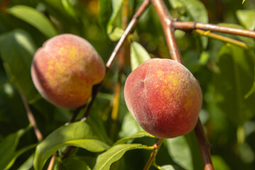 Closeup on a peach tree branch. Organic household with peaches farm.