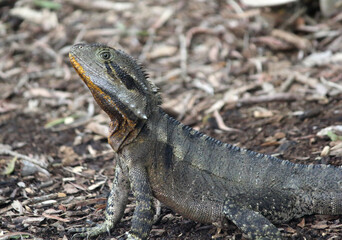 Water dragon lizard standing on the ground