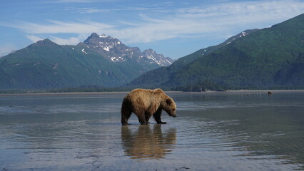 grizzly bear - Alaska - obrazy, fototapety, plakaty