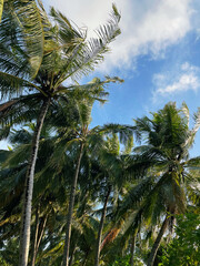 Fototapeta na wymiar A lot of palms at tropical island