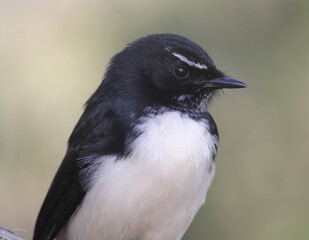 Close up portrait of a willie wagtail bird in Australia