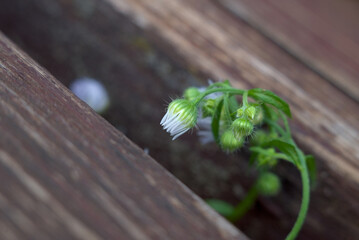 Small white flower