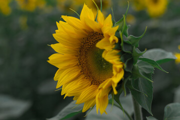sunflower in the field