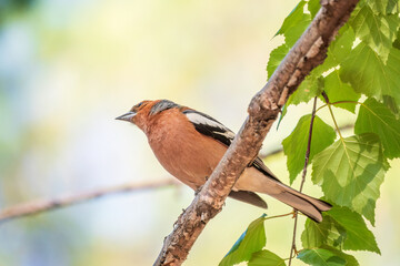 Common chaffinch, Fringilla coelebs, sits on a branch in spring on green background. Common chaffinch in wildlife.