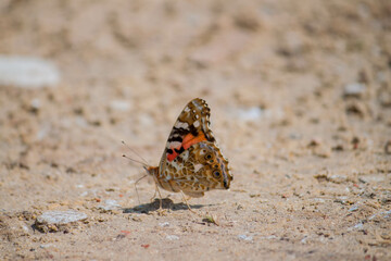 macro
