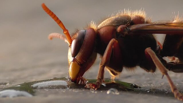 Europ&auml;ische Hornisse (Vespa crabro) am Futterplatz
