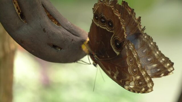 Brown Morpho Butterfly Feeding On Rotten Banana. - close up