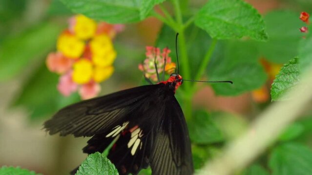 Pink-spotted Cattleheart Butterfly Feeds On Lantana Flower. close up