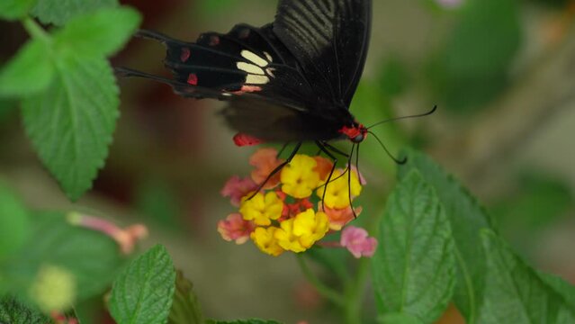Common Rose Butterfly Sipping Nectar From Lantana Flowers. Close Up