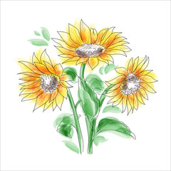 Watercolor blooming sunflower plant. 