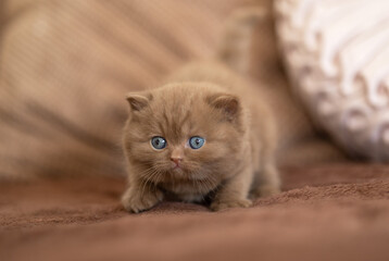 Britisch Kurzhaar Kitten Katze edel und imposant