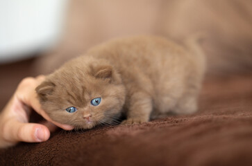 Britisch Kurzhaar Kitten Katze edel und imposant