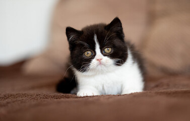 Britisch Kurzhaar Kitten Katze edel und imposant