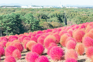 燃えるように赤いコキア【国営ひたち海浜公園】