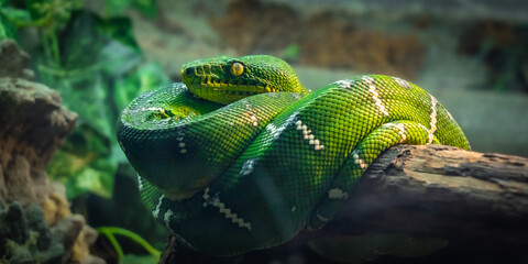 A stunning green snake with yellow eyes coiled comfortably on a tree branch. Side photo close-up.