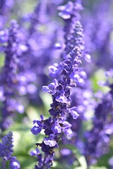 summer background of purple lavender flowers