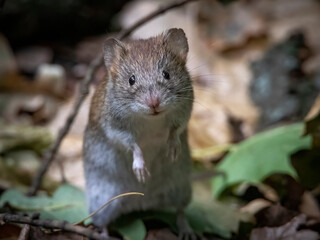 A very curious mouse became interested in the work of a photographer