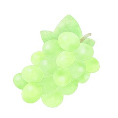 手描き風　マスカット