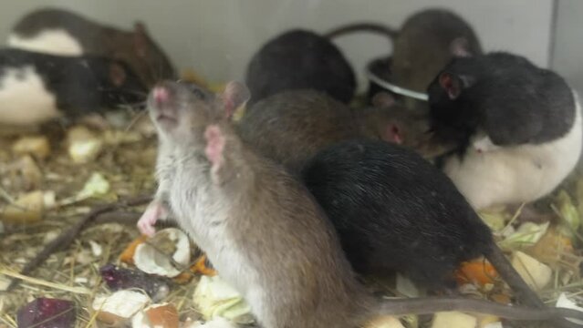rats and mice in a terrarium. aquarium for rodents.