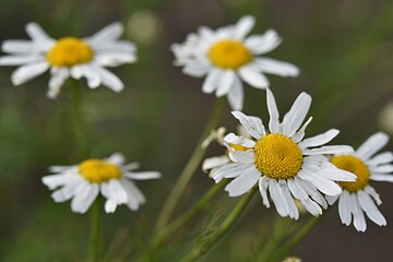 summer floral background. white chamomile flowers on a green background