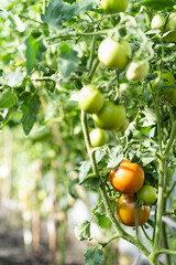 healthy orange ripening tomatoes on a branch of a shrub in a greenhouse, summer vegetables, the concept of gardening and harvesting