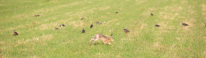running hare in green meadow with lapwings