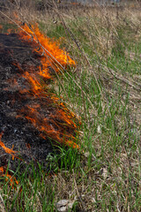 Burning old dry grass. Tongues red flame and burning dry yellowed grass in smoke