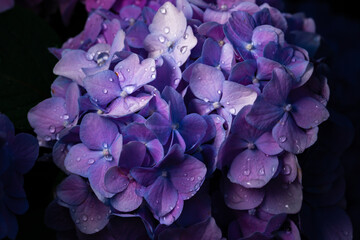 Beautiful hydrangea flower in the garden. Blue, violet flower closeup