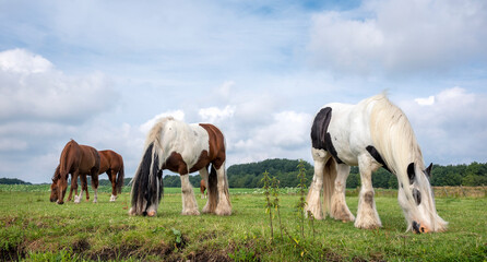 Obraz na płótnie Canvas two long haired spotted horses in green summer meadow