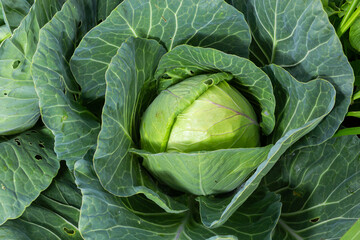 Fototapeta premium Cabbage grow in the garden. Agriculture. Healthy and healthy food for humans. The cultivation of cabbage