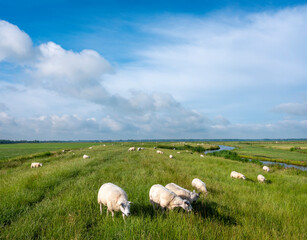 Fototapeta premium sheep graze in green grassy meadow under blue sky near amersfoort in holland