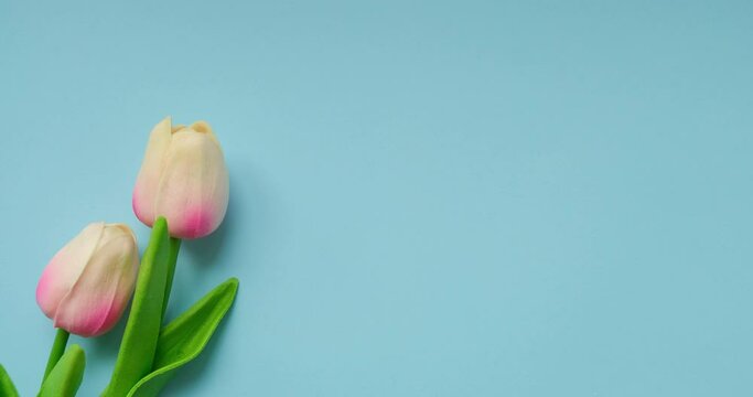 Yellow-pink tulips on a plain blue background with space for text. Looped 4K stop motion animation