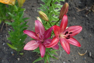 Two deep pink spotted flowers of lilies in June