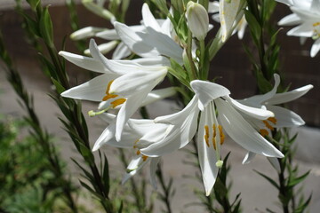 Closeup of white flowers of Madonna lilies in June