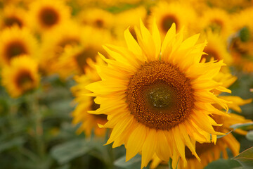 sunflower in the field