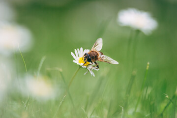 A bee eats nectar from a daisy in the field, nature flowers and plants background