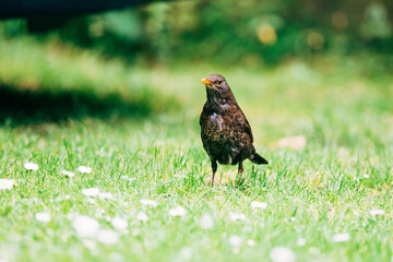 Blackbird in the garden, on a summer day