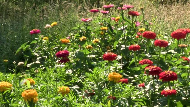 Image of a flower bed in the garden, very colorful zinnias, red, yellow, pink and white.